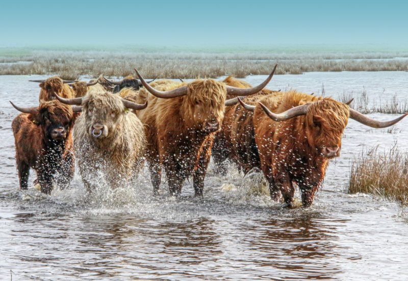 Scotse Hooglanders 6