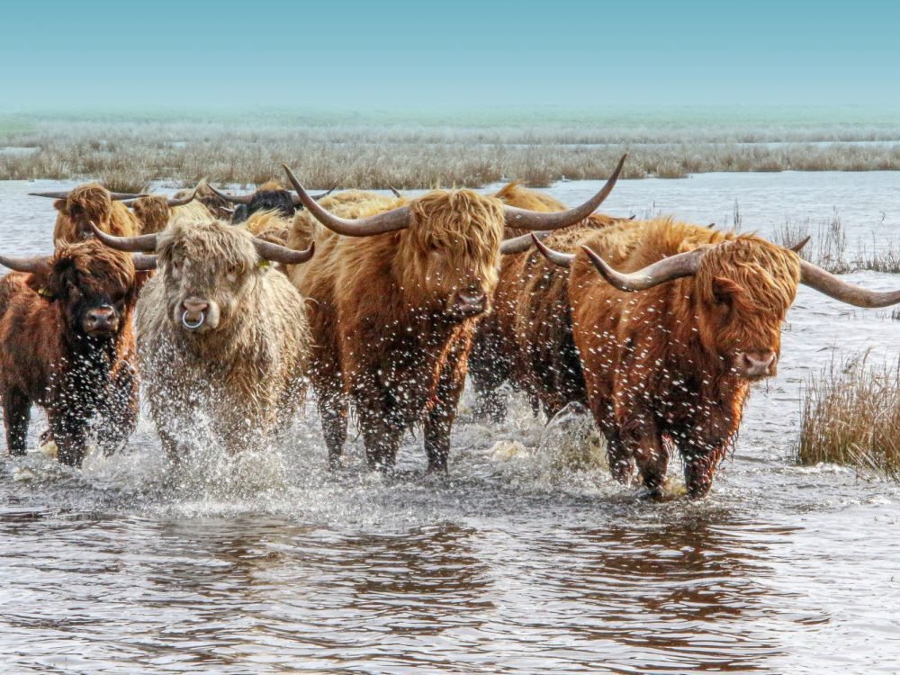 Scotse Hooglanders 6