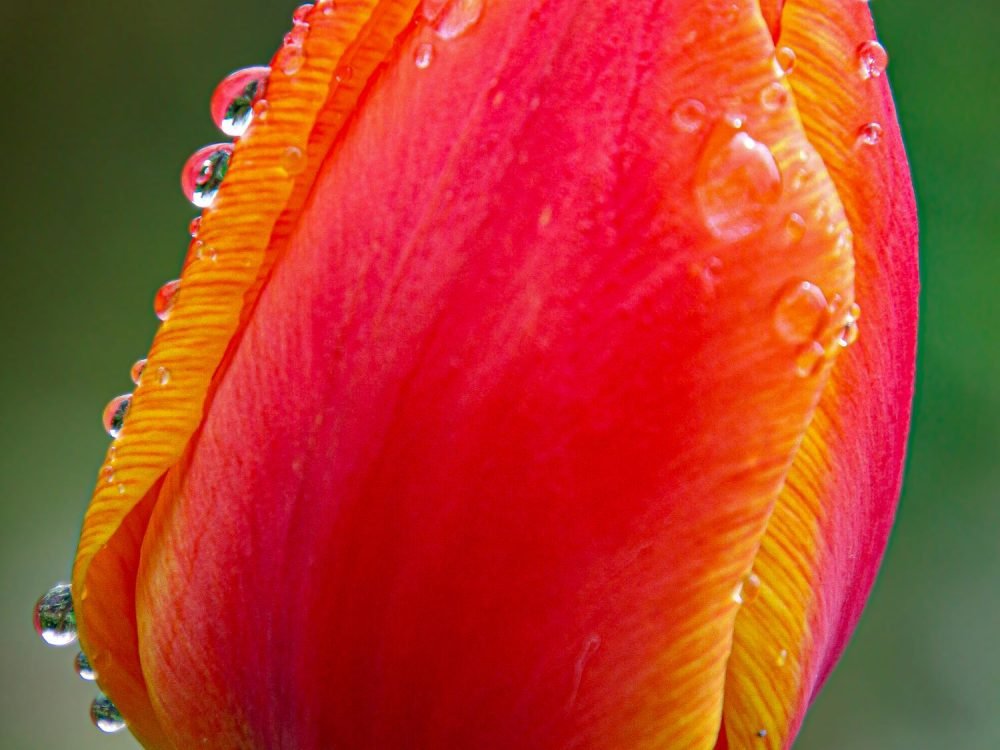 Tulp met dauw